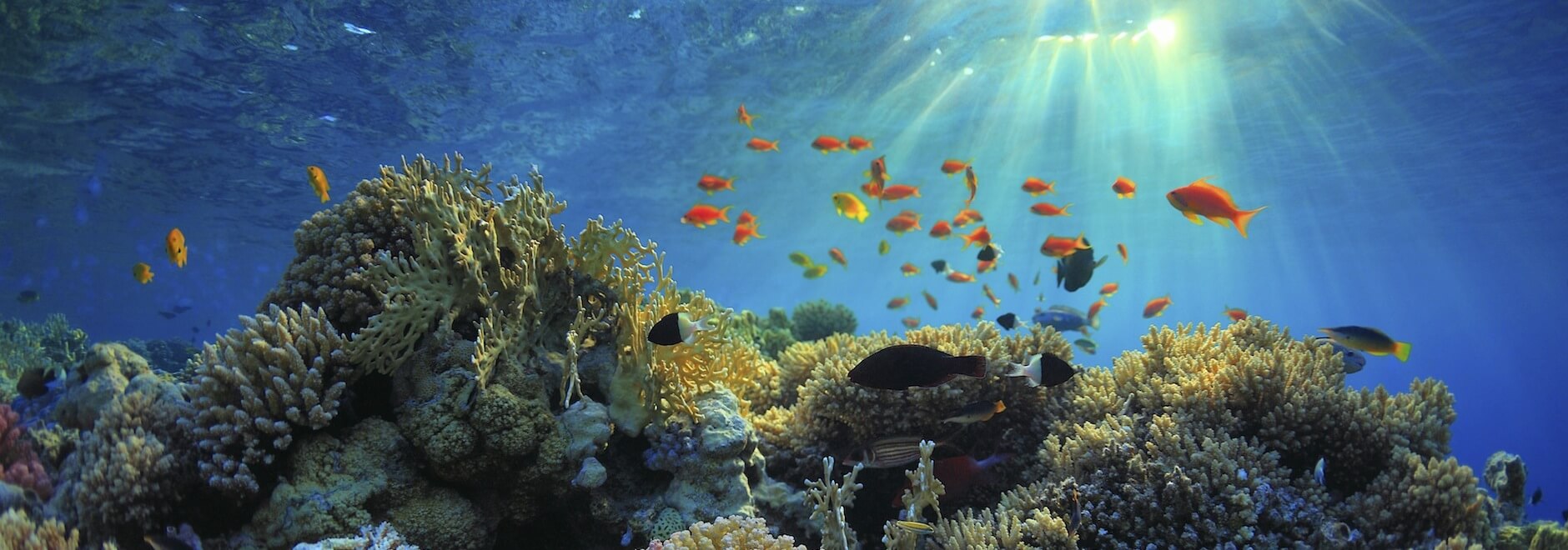 light breaking through on a beautiful reef full of colorful corals and fish