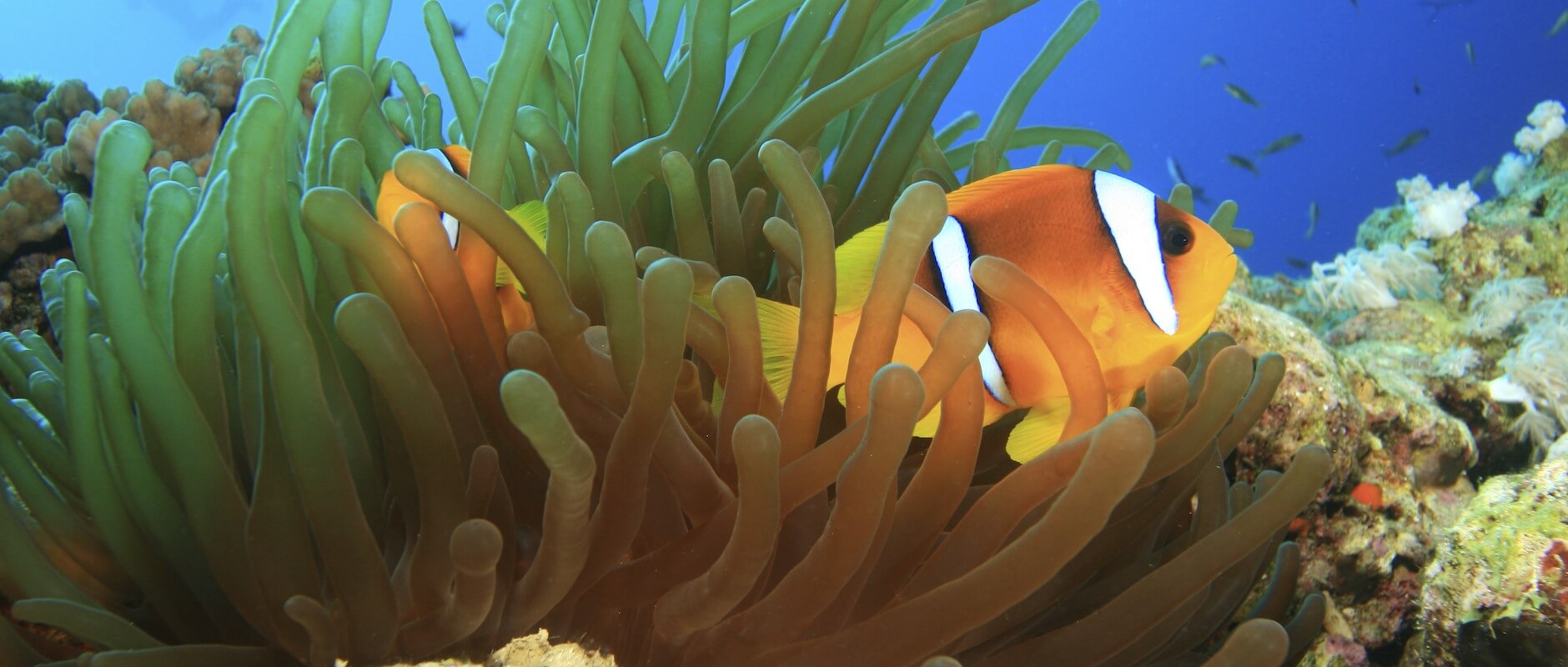 Nemo