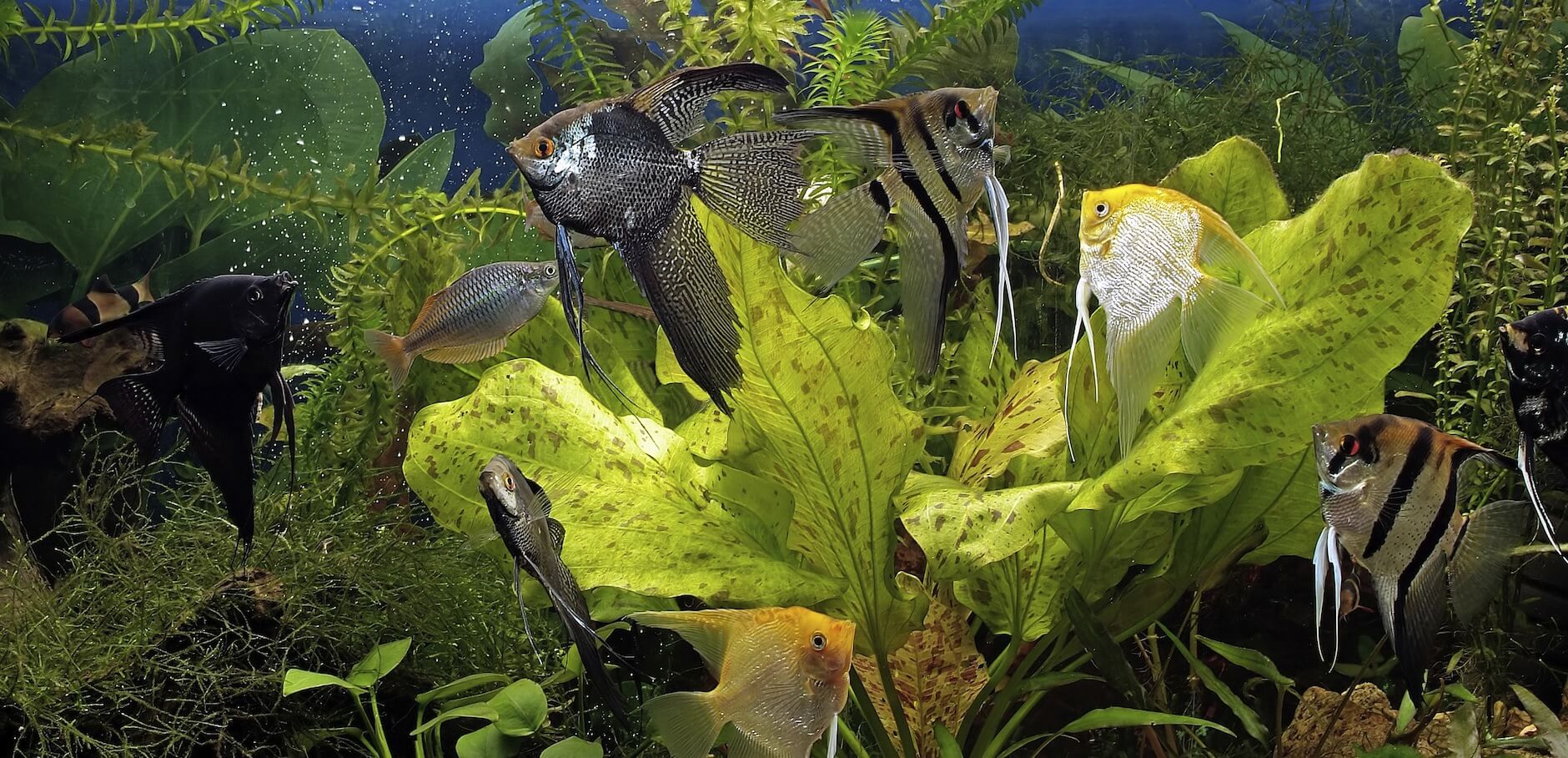 Aquarium with scalars